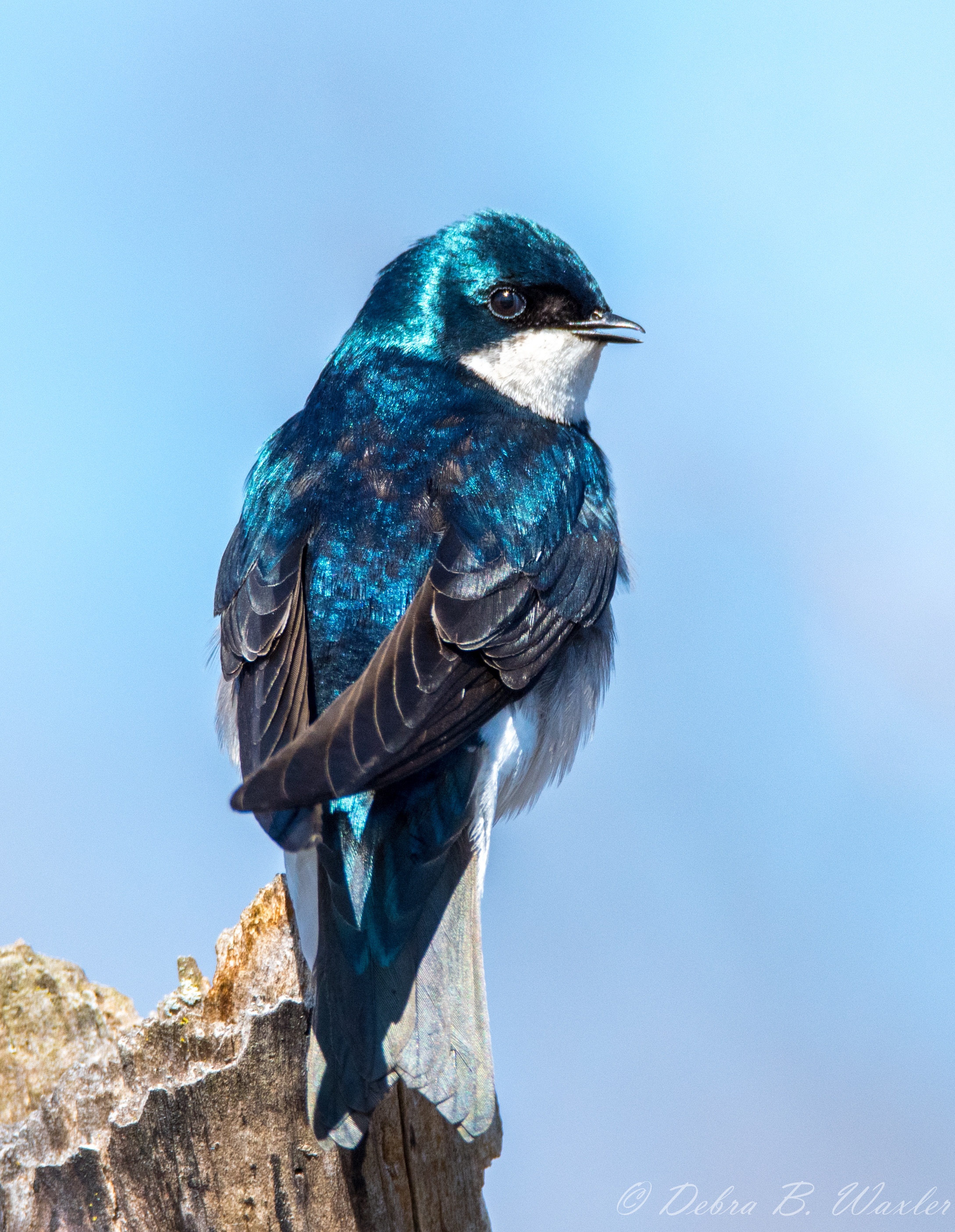 Picture of a tree swallow taken by Dr. Bangasser, who is also a talented photographer.
